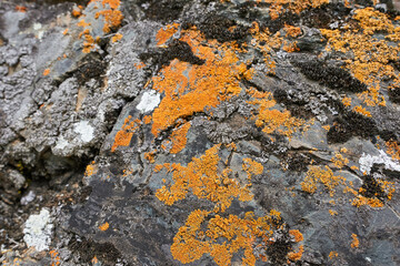 Orange lichen on a rock. Close-up. Selective focus.