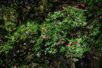 Fototapeta na wymiar 艶やかな緑色の葉に囲まれて、美しく咲くツバキの花
