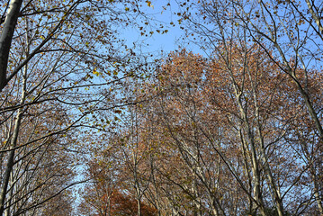 Obraz premium trees with colorful leaves and blue sky in sunny autumn afternoon