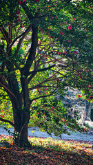 Fototapeta premium 艶やかな緑色の葉に囲まれて、美しく咲くツバキの花