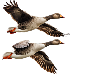 Two Of Beautiful Greylag Geese Flying On Transparent Background