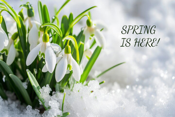 Delicate spring background with melting snow and blooming snowdrop with copy space of the image and the inscription SPRING IS HERE!