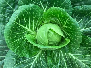 head of green cabbage on a bed garden in full frame shot from the top view
