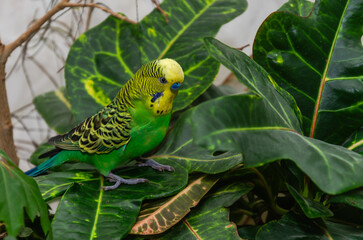 Green budgie among tropical plants
