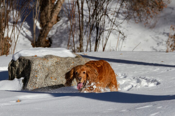 Spaniel on a walk in winter