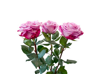 roses isolated on white background