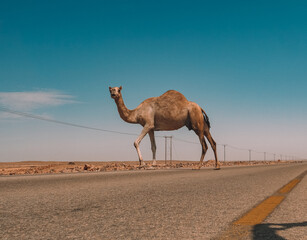 CAMEL