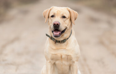 Portrait of an adorable Labrador dog - 712983642