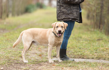 Labrador retriever dog and owner - 712983661