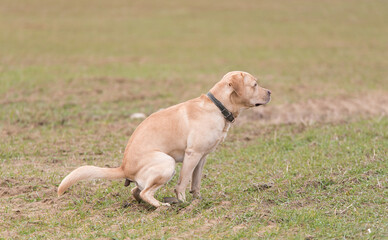 Labrador retriever dog poops in the park - 712983673