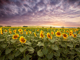 Panoramic Landscape With Sunflower Fields And clouds In The Sky