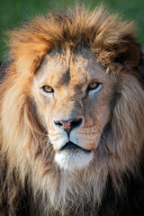 Portrait of a lion's muzzle in close-up.