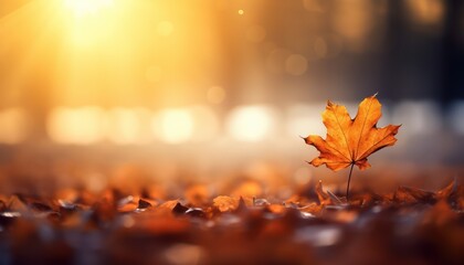 Naklejka na ściany i meble autumn leaves in the forest background