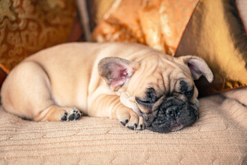 Funny French bulldog puppy sleeps sweetly on pillows
