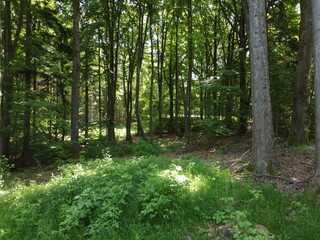 forest and meadows and fields