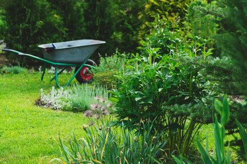 spring garden view with wheelbarrow. Seasonal yardwork.