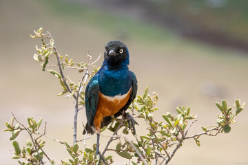 Closeup of a superb starling perched on a green branch in a safari in Kenya