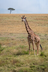 Fototapeta premium Scenic view of a giraffe in Kenya's safari