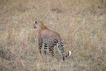 Cheetah moving across arid grassland in a safari in Kenya