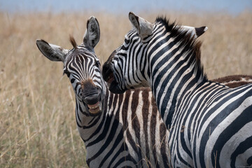 Zebras in a grassy field in a safari in Kenya