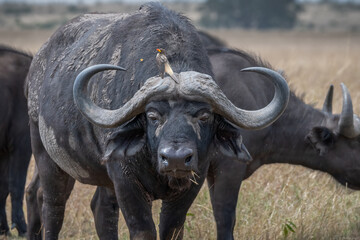 Obraz premium Scenic view of a buffalo running around in safari in Kenya