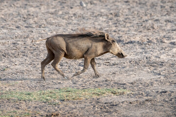 Naklejka na ściany i meble Scenic view of a warthog running around in safari Kenya