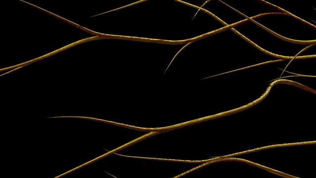 Abstract curving line gold color moving slowly on black background and green screen. Animation resembling tree root with scattered movement. 3D Render.