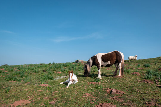 Dois cavalos no pasto, a m&atilde;e &eacute;gua e o filhote potro no alto da montanha