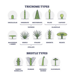 Trichome and bristle types comparison and division groups outline diagram, transparent background.Labeled educational biological categories with plant hair differences illustration.