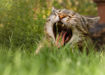Tabby cat lying in the grass and yawning