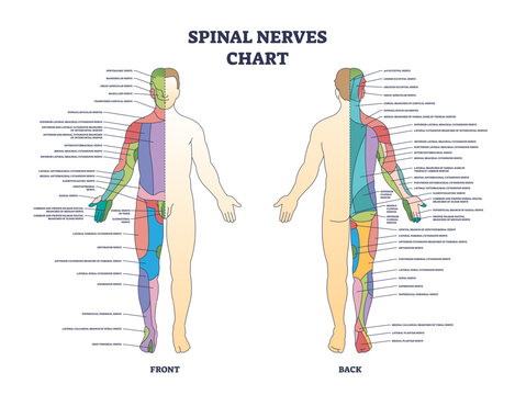 Spinal nerves chart and medical neural network in human body outline diagram, transparent background. Labeled educational scheme with front and back neurology explanation illustration.