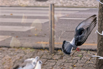 Fototapeta premium Pigeon in flight over the street