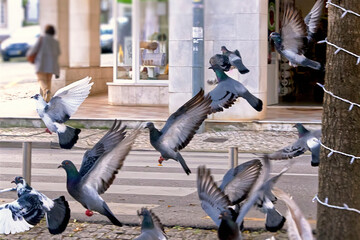 Pigeons in the city center