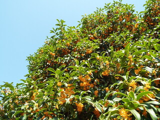 金木犀(キンモクセイ) osmanthus