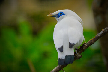 bali myna on branch