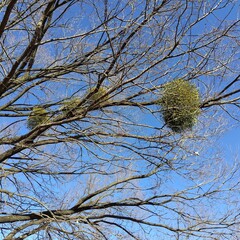 ヤドリギ mistletoe