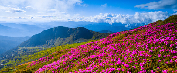 panoramic scene, blooming pink rhododendrons flowers, amazing panoramic nature scenery - obrazy, fototapety, plakaty