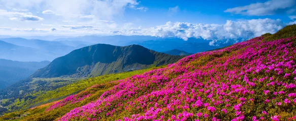 Foto op Plexiglas panoramic scene, blooming pink rhododendrons flowers, amazing panoramic nature scenery © Rushvol