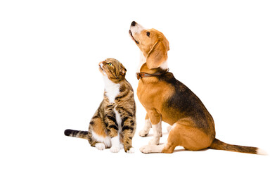 Beagle dog and cat Scottish Fold sitting together, looking up, isolated on white background