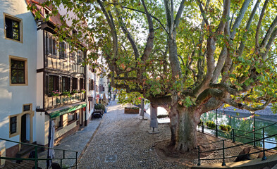 Old tree in the street of the old town in Strasbourg, La Petite France, Strasbourg.