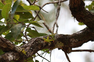 wild orchid tree