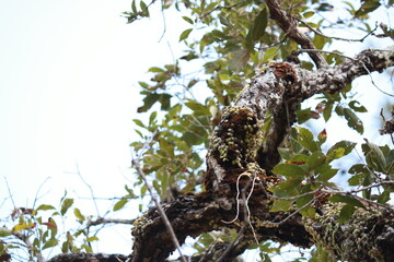 wild tree