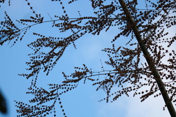 branches of bamboo against the sky