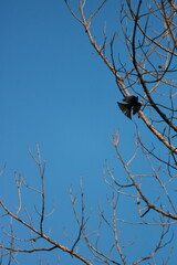 bird wiith wing