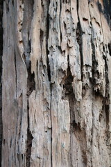 bark of a tree