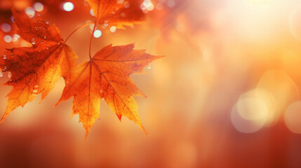 Vivid autumn maple leaves adorned with water droplets against a glowing, warm bokeh background.