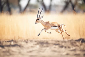 Fotobehang antelope leaping over safari track © primopiano