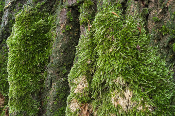Moss meadow bark Bryopsida bush forest meadow