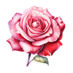 Isolated illustration of pink rose flower. Created with Generative AI