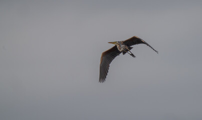 purple heron in flight over the ebro delta	